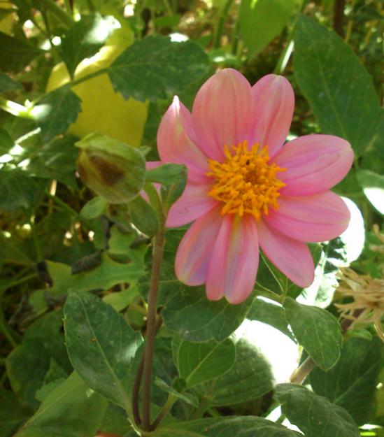 Name:  cicek.jpg
Views: 2665
Size:  45.6 KB