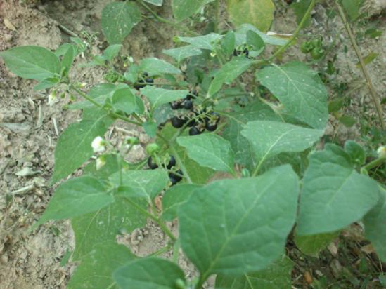 Name:  bitki_2.jpg
Views: 3545
Size:  40.8 KB