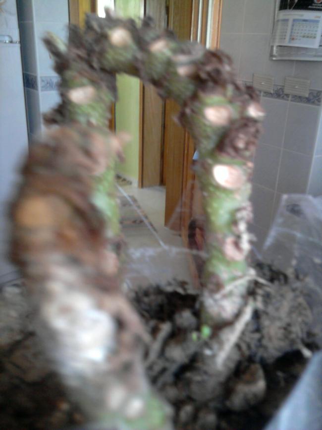 Name:  Fotoraf0163.jpg
Views: 735
Size:  47.6 KB