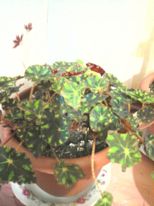 Name:  Fotoraf0188.jpg
Views: 938
Size:  60.6 KB