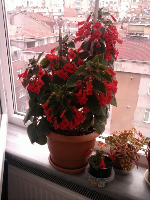 Name:  Fotoraf0142.jpg
Views: 1185
Size:  73.0 KB