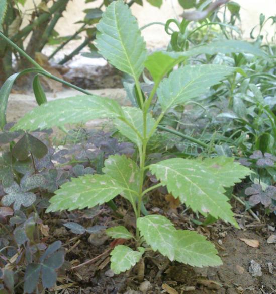 Name:  bitki_1.jpg
Views: 1024
Size:  56.6 KB