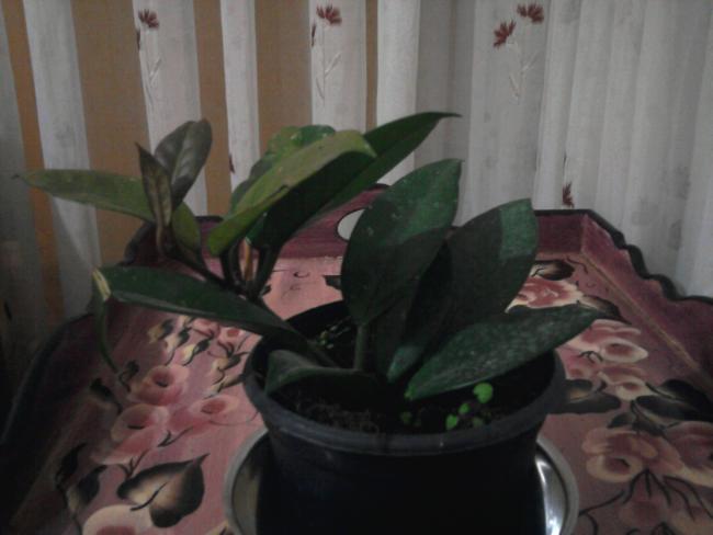 Name:  Hoya.jpg
Views: 791
Size:  30.1 KB