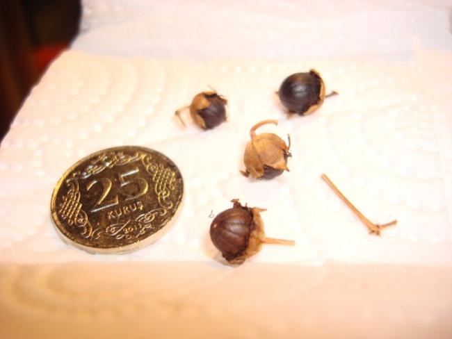 Name:  name the seeds.jpg
Views: 1565
Size:  24.6 KB