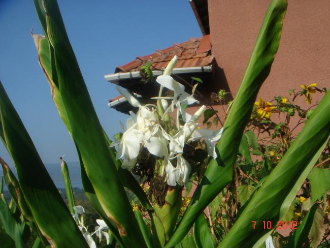 Name:  DSC00798.jpg
Views: 2223
Size:  49.8 KB