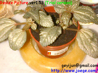 Name:  gumusYaprak.jpg
Views: 1321
Size:  63.8 KB