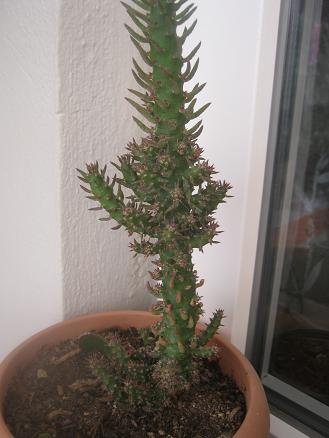 Name:  cylindropuntia subulata.JPG
Views: 1146
Size:  29.4 KB