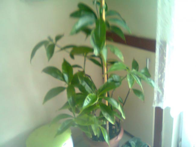 Name:  Fotoraf2069.jpg
Views: 1598
Size:  24.4 KB