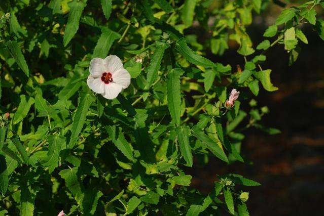 Name:  DSC_0070.jpg
Views: 1057
Size:  49.2 KB