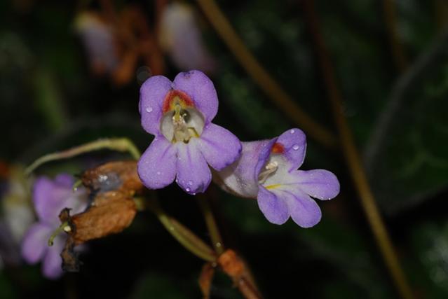 Name:  DSC_0123d.jpg
Views: 952
Size:  21.2 KB