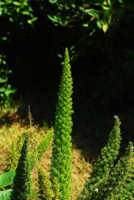 Name:  DSC_0206.jpg
Views: 1497
Size:  47.5 KB