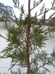 Name:  SAM_0282_Converted_Converted.JPG
Views: 1315
Size:  66.0 KB