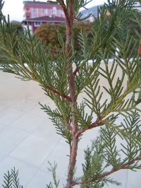 Name:  SAM_0284_Converted_Converted.JPG
Views: 1289
Size:  65.5 KB