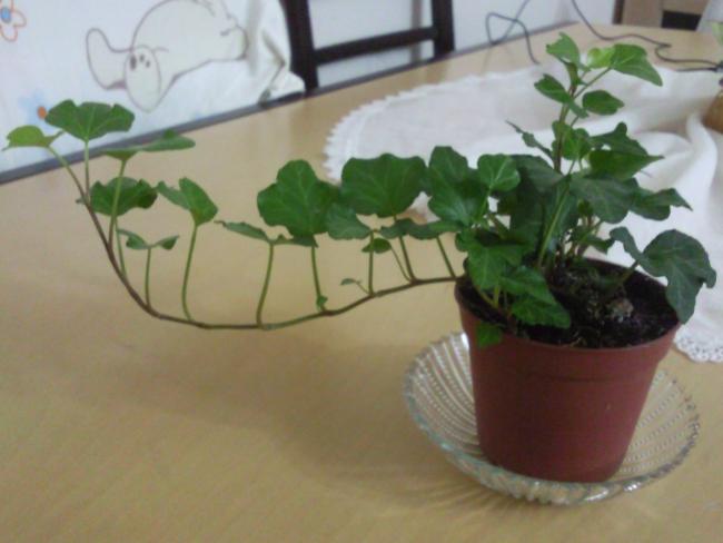 Name:  Fotoraf1243.jpg
Views: 1249
Size:  31.8 KB