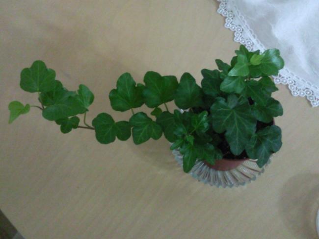 Name:  Fotoraf1242.jpg
Views: 1226
Size:  26.9 KB