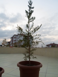 Name:  SAM_0278_Converted_Converted.JPG
Views: 1251
Size:  49.2 KB