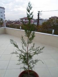 Name:  SAM_0279_Converted_Converted.JPG
Views: 1208
Size:  52.4 KB