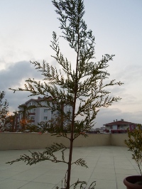 Name:  SAM_0280_Converted_Converted.JPG
Views: 1204
Size:  55.9 KB
