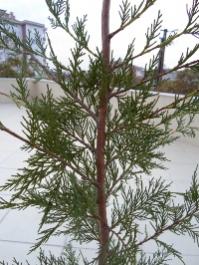 Name:  SAM_0282_Converted_Converted.jpg
Views: 1195
Size:  16.9 KB