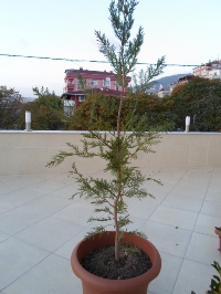 Name:  SAM_0283_Converted_Converted.JPG
Views: 1178
Size:  53.7 KB