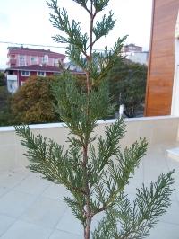 Name:  SAM_0285_Converted_Converted.JPG
Views: 1199
Size:  62.6 KB
