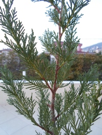 Name:  SAM_0286_Converted_Converted.JPG
Views: 1197
Size:  67.4 KB
