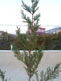 Name:  SAM_0287_Converted_Converted.JPG
Views: 1218
Size:  57.8 KB