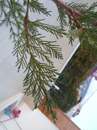 Name:  SAM_0290_Converted_Converted.JPG
Views: 1214
Size:  63.8 KB