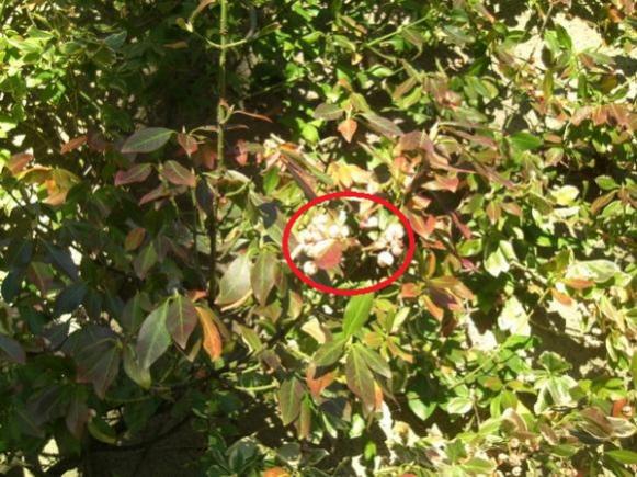 Name:  red circle.jpg
Views: 1865
Size:  65.5 KB