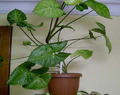 Name:  filkula5pj.jpg
Views: 38517
Size:  35.8 KB