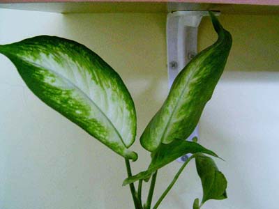 Name:  difenbahya6mu.jpg
Views: 43494
Size:  28.3 KB