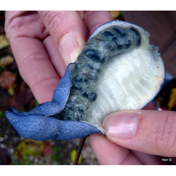 Name:  blaugurke-blauschote-decaisnea-fargesii-samen.jpeg
Views: 3614
Size:  65.4 KB