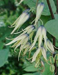 Name:  decaisnea fargesii.jpeg
Views: 1859
Size:  25.9 KB