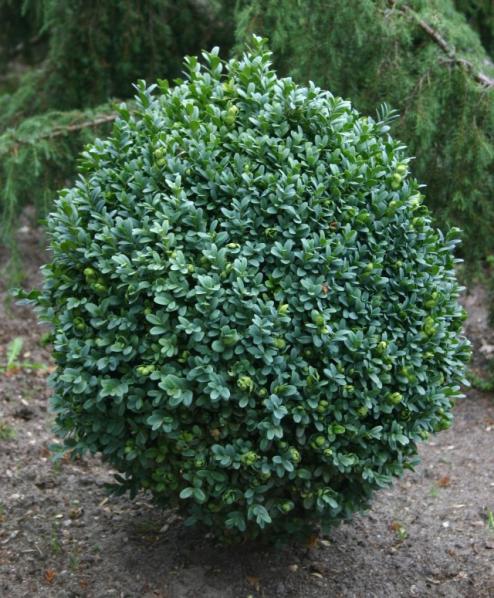 Name:  Şimşir - Buxus sempervirens.jpg
Views: 6864
Size:  70.8 KB