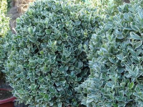 Name:  Yeşil Taflan - Euonymus Japonica.jpg
Views: 2932
Size:  52.4 KB