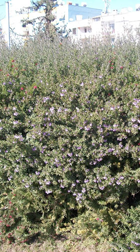 Name:  100_5085.JPG
Views: 995
Size:  69.9 KB