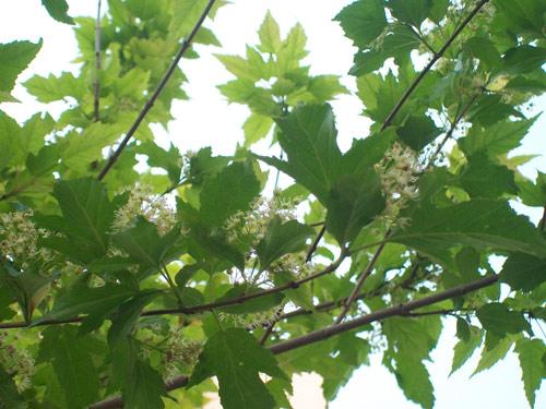 Name:  100_8547-Acer.jpg
Views: 1518
Size:  67.8 KB