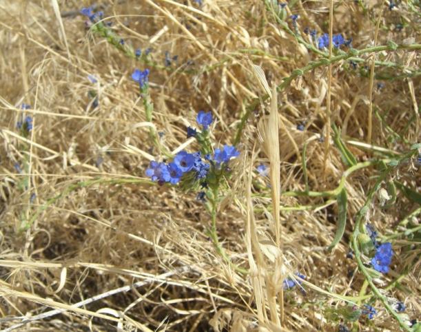 Name:  WILD blue.jpg
Views: 1415
Size:  72.4 KB