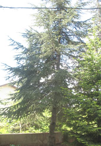 Name:  nedir6.jpg
Views: 7044
Size:  47.3 KB