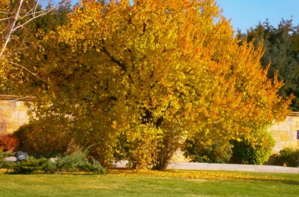 Name:  PB260113 - Kopya (2) (600 x 396).jpg
Views: 1877
Size:  55.8 KB