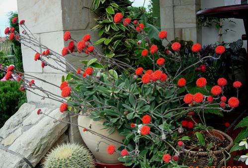 Name:  971411005_2b2d5c8cac.jpg
Views: 1120
Size:  45.2 KB