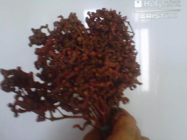 Name:  IMG00335-20121216-1026.jpg
Views: 2144
Size:  27.4 KB