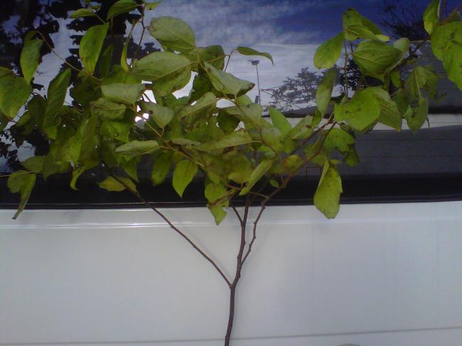 Name:  IMG00338-20121216-1429.jpg
Views: 2169
Size:  36.9 KB