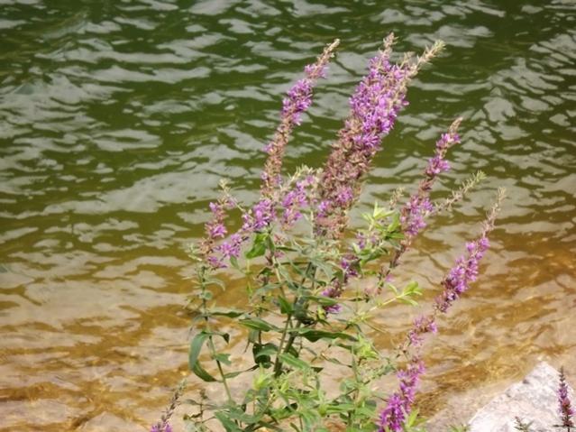 Name:  ali 293.jpg
Views: 1263
Size:  59.3 KB