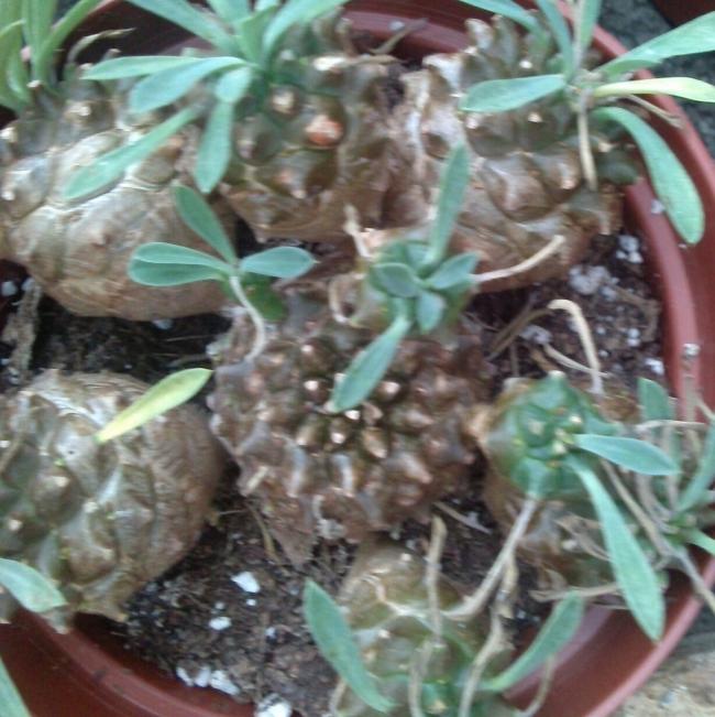 Name:  aviary_1358695954031.jpg
Views: 1813
Size:  63.1 KB
