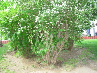 Name:  Resim 077.jpg
Views: 1537
Size:  58.9 KB