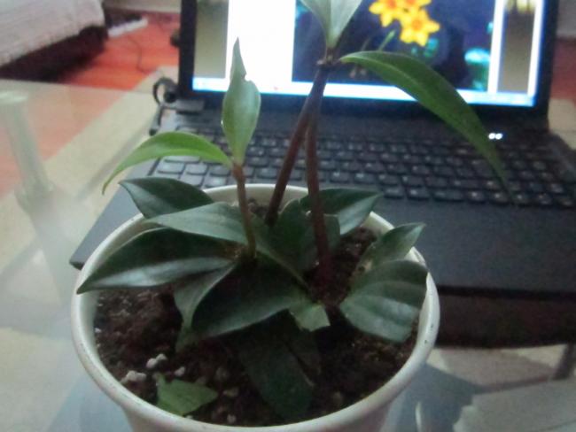 Name:  056.jpg
Views: 2337
Size:  33.3 KB