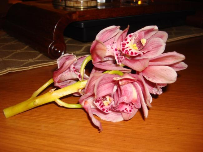 Name:  name the flower.jpg
Views: 4505
Size:  41.2 KB