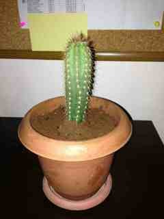 Name:  ImageUploadedByTapatalk1363499023.600748.jpg
Views: 1108
Size:  10.5 KB