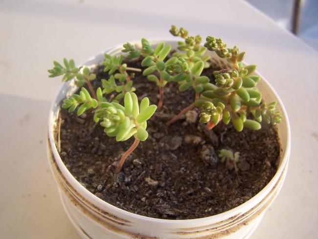 Name:  079.jpg
Views: 1906
Size:  40.1 KB